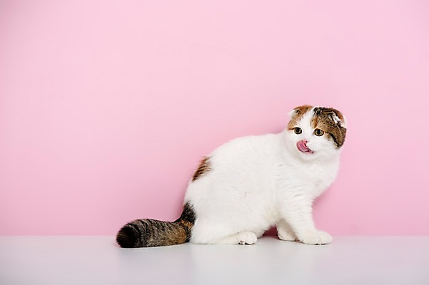 포토 JPG 스튜디오촬영 동물 척추동물 한마리 응시 분홍색 컬러 포유류 실내 앉기 사람없음 옆모습 반려동물 고양이 메롱 반려 스코티시폴드 분홍색배경 국내포토 1 시선 뷰포인트 백그라운드 모션 내부 파일형식