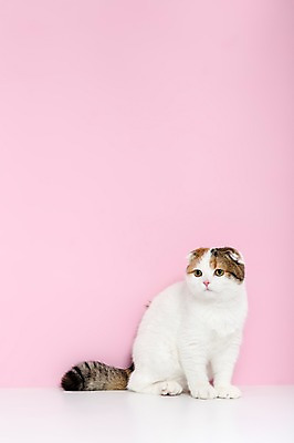 포토 JPG 스튜디오촬영 동물 척추동물 한마리 응시 분홍색 컬러 포유류 실내 앉기 사람없음 반려동물 고양이 반려 스코티시폴드 분홍색배경 국내포토 1 시선 백그라운드 모션 내부 파일형식