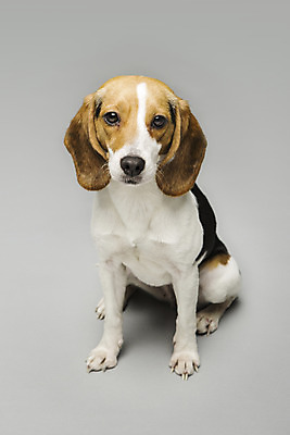 포토 JPG 스튜디오촬영 동물 척추동물 한마리 반려견 포유류 회색배경 실내 앉기 사람없음 앞모습 반려동물 귀여움 개 강아지 비글 반려 국내포토 1 뷰포인트 백그라운드 컨셉 모션 내부 회색 파일형식