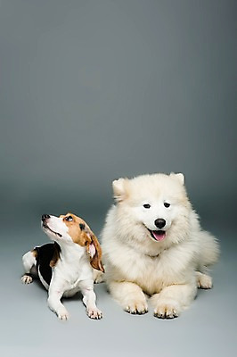 포토 JPG 스튜디오촬영 동물 척추동물 반려견 엎드리기 두마리 포유류 회색배경 실내 사람없음 앞모습 반려동물 귀여움 개 강아지 비글 사모예드 반려 국내포토 뷰포인트 백그라운드 컨셉 2 모션 내부 회색 파일형식