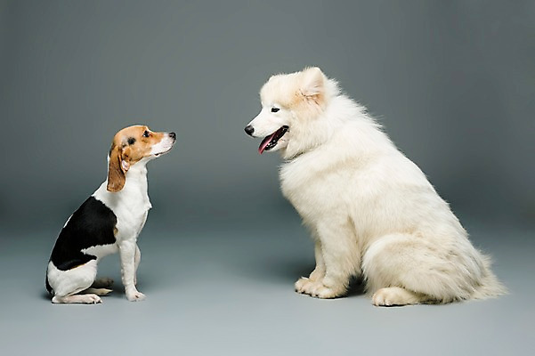 포토 JPG 스튜디오촬영 동물 척추동물 반려견 두마리 포유류 회색배경 실내 앉기 사람없음 옆모습 반려동물 마주보기 귀여움 개 강아지 비글 마주앉기 사모예드 반려 국내포토 뷰포인트 백그라운드 컨셉 2 모션 내부 회색 파일형식