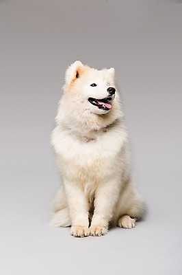 포토 JPG 스튜디오촬영 동물 척추동물 한마리 응시 반려견 포유류 회색배경 실내 앉기 사람없음 앞모습 반려동물 귀여움 개 강아지 사모예드 반려 국내포토 1 시선 뷰포인트 백그라운드 컨셉 모션 내부 회색 파일형식