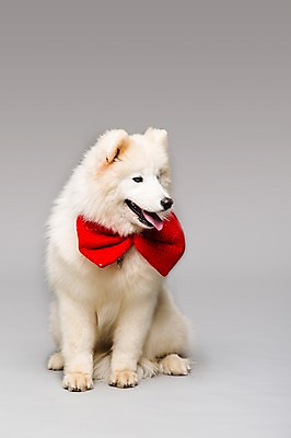포토 JPG 스튜디오촬영 동물 척추동물 한마리 응시 리본 반려견 포유류 회색배경 나비넥타이 실내 앉기 사람없음 반려동물 귀여움 개 강아지 메롱 사모예드 반려 국내포토 1 시선 백그라운드 컨셉 모션 넥타이 내부 회색 파일형식