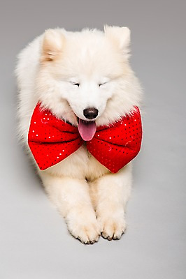 포토 JPG 스튜디오촬영 동물 척추동물 한마리 리본 반려견 엎드리기 포유류 회색배경 나비넥타이 실내 사람없음 앞모습 반려동물 귀여움 눈감음 개 강아지 메롱 사모예드 반려 국내포토 1 뷰포인트 백그라운드 컨셉 모션 넥타이 내부 회색 파일형식
