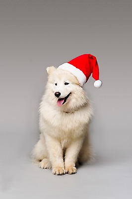 포토 JPG 스튜디오촬영 동물 척추동물 모자 한마리 응시 반려견 산타모자 포유류 회색배경 실내 앉기 사람없음 앞모습 반려동물 귀여움 개 강아지 메롱 사모예드 반려 국내포토 모자_잡화 1 시선 잡화 뷰포인트 백그라운드 컨셉 크리스마스 모션 내부 회색 파일형식