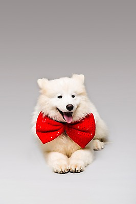 포토 JPG 스튜디오촬영 동물 척추동물 한마리 응시 리본 반려견 엎드리기 포유류 회색배경 나비넥타이 실내 사람없음 앞모습 반려동물 귀여움 개 강아지 메롱 사모예드 반려 국내포토 1 시선 뷰포인트 백그라운드 컨셉 모션 넥타이 내부 회색 파일형식