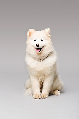 포토 JPG 스튜디오촬영 동물 척추동물 한마리 반려견 포유류 회색배경 실내 앉기 사람없음 앞모습 반려동물 귀여움 개 강아지 메롱 사모예드 반려 국내포토 1 뷰포인트 백그라운드 컨셉 모션 내부 회색 파일형식