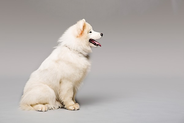 포토 JPG 스튜디오촬영 동물 척추동물 한마리 응시 반려견 포유류 회색배경 실내 앉기 사람없음 옆모습 반려동물 귀여움 개 강아지 메롱 사모예드 반려 국내포토 1 시선 뷰포인트 백그라운드 컨셉 모션 내부 회색 파일형식