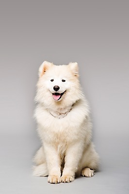 포토 JPG 스튜디오촬영 동물 척추동물 한마리 반려견 포유류 회색배경 실내 앉기 사람없음 앞모습 반려동물 귀여움 개 강아지 메롱 사모예드 반려 국내포토 1 뷰포인트 백그라운드 컨셉 모션 내부 회색 파일형식