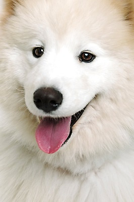 포토 JPG 스튜디오촬영 동물 척추동물 한마리 반려견 얼굴 포유류 실내 근접촬영 사람없음 앞모습 반려동물 귀여움 개 강아지 메롱 사모예드 반려 국내포토 1 뷰포인트 컨셉 모션 내부 신체부위 파일형식