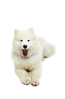 포토 JPG 스튜디오촬영 동물 척추동물 한마리 반려견 엎드리기 포유류 실내 입벌림 누끼 사람없음 앞모습 반려동물 귀여움 개 강아지 사모예드 반려 국내포토 1 뷰포인트 컨셉 모션 표정 내부 파일형식