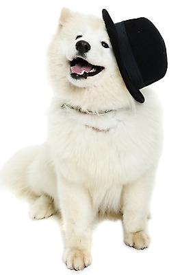 포토 JPG 스튜디오촬영 동물 척추동물 모자 한마리 응시 반려견 포유류 실내 누끼 앉기 사람없음 앞모습 반려동물 귀여움 올려보기 개 강아지 사모예드 반려 국내포토 1 시선 잡화 뷰포인트 컨셉 모션 내부 파일형식