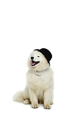 포토 JPG 스튜디오촬영 동물 척추동물 모자 한마리 응시 반려견 포유류 실내 누끼 앉기 사람없음 앞모습 반려동물 귀여움 개 강아지 사모예드 반려 국내포토 1 시선 잡화 뷰포인트 컨셉 모션 내부 파일형식