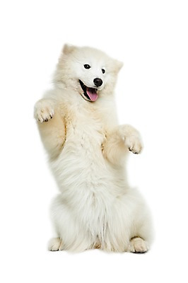 포토 JPG 스튜디오촬영 동물 척추동물 한마리 반려견 포즈 포유류 모션 실내 서기 누끼 사람없음 앞모습 반려동물 귀여움 개 강아지 메롱 사모예드 반려 국내포토 1 뷰포인트 컨셉 내부 파일형식