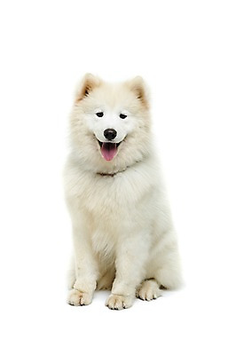 포토 JPG 스튜디오촬영 동물 척추동물 한마리 반려견 포유류 실내 누끼 앉기 사람없음 앞모습 반려동물 귀여움 개 강아지 메롱 사모예드 반려 국내포토 1 뷰포인트 컨셉 모션 내부 파일형식