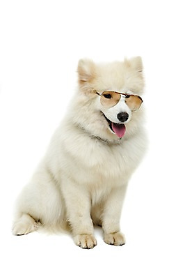 포토 JPG 스튜디오촬영 동물 척추동물 한마리 응시 반려견 포유류 실내 누끼 앉기 사람없음 앞모습 반려동물 선글라스 귀여움 개 강아지 메롱 사모예드 반려 국내포토 1 시선 안경 뷰포인트 컨셉 모션 내부 파일형식