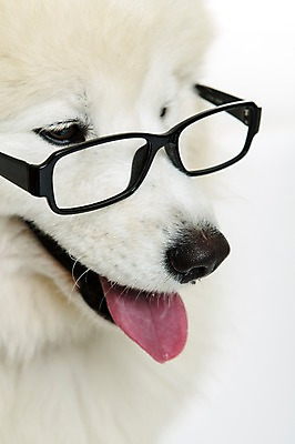 포토 JPG 스튜디오촬영 동물 척추동물 한마리 응시 반려견 안경 얼굴 포유류 실내 근접촬영 사람없음 옆모습 반려동물 귀여움 개 강아지 메롱 사모예드 반려 안경낌 국내포토 1 시선 잡화 뷰포인트 컨셉 모션 내부 신체부위 파일형식