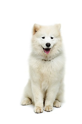 포토 JPG 스튜디오촬영 동물 척추동물 한마리 반려견 포유류 실내 누끼 앉기 사람없음 앞모습 반려동물 귀여움 개 강아지 메롱 사모예드 반려 국내포토 1 뷰포인트 컨셉 모션 내부 파일형식