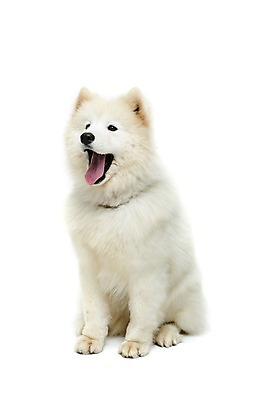 포토 JPG 스튜디오촬영 동물 척추동물 한마리 반려견 포유류 실내 입벌림 누끼 앉기 사람없음 앞모습 반려동물 귀여움 개 강아지 사모예드 반려 국내포토 1 뷰포인트 컨셉 모션 표정 내부 파일형식