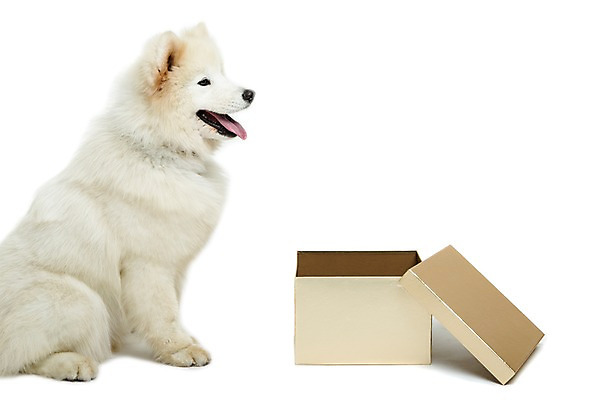 포토 JPG 스튜디오촬영 동물 척추동물 한마리 응시 반려견 포유류 실내 누끼 앉기 사람없음 옆모습 반려동물 상자 귀여움 개 강아지 메롱 사모예드 반려 국내포토 1 시선 뷰포인트 컨셉 모션 내부 파일형식