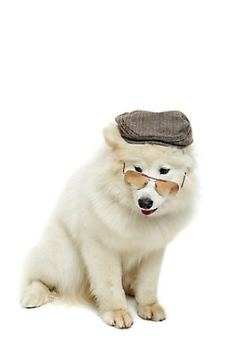 포토 JPG 스튜디오촬영 동물 척추동물 모자 한마리 반려견 포유류 실내 누끼 앉기 사람없음 앞모습 반려동물 선글라스 귀여움 개 강아지 사모예드 반려 국내포토 1 잡화 안경 뷰포인트 컨셉 모션 내부 파일형식