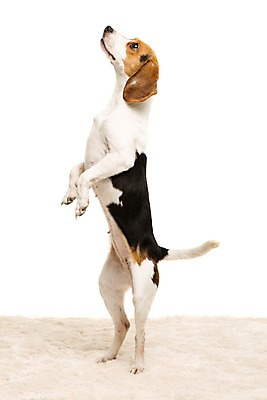 포토 JPG 스튜디오촬영 동물 척추동물 한마리 반려견 포유류 실내 서기 누끼 사람없음 옆모습 반려동물 귀여움 카펫 올려보기 매트 개 강아지 비글 반려 국내포토 1 뷰포인트 컨셉 모션 내부 파일형식