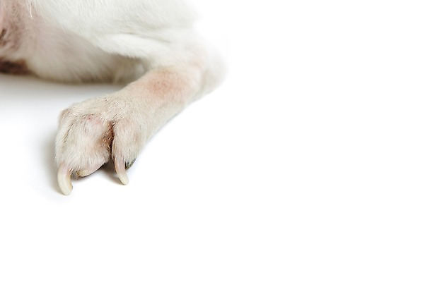 포토 JPG 스튜디오촬영 동물 척추동물 한마리 반려견 포유류 발 실내 누끼 근접촬영 사람없음 반려동물 귀여움 다리 개 강아지 비글 반려 발톱 국내포토 1 뷰포인트 컨셉 내부 신체부위 파일형식