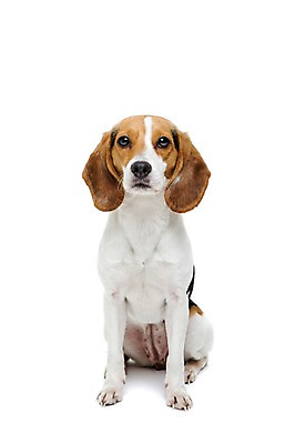 포토 JPG 스튜디오촬영 동물 척추동물 한마리 반려견 포유류 실내 누끼 앉기 사람없음 앞모습 반려동물 귀여움 개 강아지 비글 반려 국내포토 1 뷰포인트 컨셉 모션 내부 파일형식