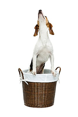 포토 JPG 스튜디오촬영 동물 척추동물 한마리 응시 반려견 포유류 실내 누끼 사람없음 앞모습 반려동물 바구니 귀여움 올려보기 개 강아지 비글 반려 국내포토 1 시선 뷰포인트 컨셉 모션 내부 파일형식