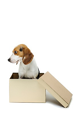 포토 JPG 스튜디오촬영 동물 척추동물 한마리 응시 반려견 포유류 실내 누끼 앉기 사람없음 옆모습 반려동물 상자 귀여움 개 강아지 비글 반려 국내포토 1 시선 뷰포인트 컨셉 모션 내부 파일형식