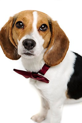 포토 JPG 스튜디오촬영 동물 척추동물 한마리 응시 반려견 포유류 나비넥타이 실내 누끼 사람없음 앞모습 반려동물 귀여움 개 강아지 비글 반려 국내포토 1 시선 뷰포인트 컨셉 넥타이 내부 파일형식