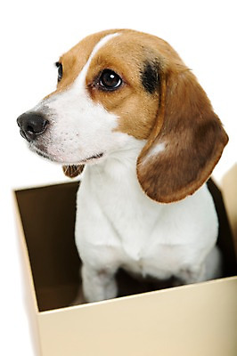 포토 JPG 스튜디오촬영 동물 척추동물 한마리 응시 반려견 포유류 실내 누끼 앉기 사람없음 아웃포커스 반려동물 상자 귀여움 개 강아지 비글 반려 국내포토 1 시선 컨셉 모션 촬영기법 내부 파일형식