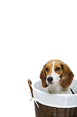 포토 JPG 스튜디오촬영 동물 척추동물 한마리 반려견 포유류 실내 누끼 사람없음 앞모습 반려동물 바구니 귀여움 개 강아지 비글 반려 국내포토 1 뷰포인트 컨셉 내부 파일형식