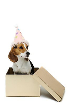 포토 JPG 스튜디오촬영 동물 척추동물 모자 한마리 응시 반려견 포유류 실내 누끼 앉기 사람없음 앞모습 반려동물 상자 파티 귀여움 개 강아지 비글 반려 국내포토 1 시선 잡화 뷰포인트 컨셉 모션 이벤트 내부 파일형식