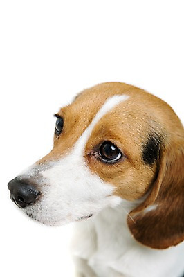 포토 JPG 스튜디오촬영 동물 척추동물 한마리 응시 반려견 얼굴 포유류 실내 누끼 근접촬영 사람없음 옆모습 반려동물 귀여움 개 강아지 비글 반려 국내포토 1 시선 뷰포인트 컨셉 내부 신체부위 파일형식