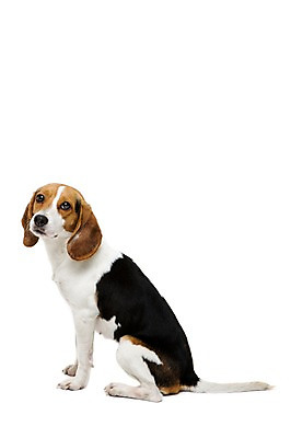 포토 JPG 스튜디오촬영 동물 척추동물 한마리 응시 반려견 포유류 실내 누끼 앉기 사람없음 옆모습 반려동물 귀여움 개 강아지 비글 반려 국내포토 1 시선 뷰포인트 컨셉 모션 내부 파일형식