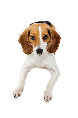 포토 JPG 스튜디오촬영 동물 척추동물 한마리 반려견 엎드리기 포유류 실내 누끼 사람없음 앞모습 반려동물 귀여움 개 강아지 비글 반려 국내포토 1 뷰포인트 컨셉 모션 내부 파일형식