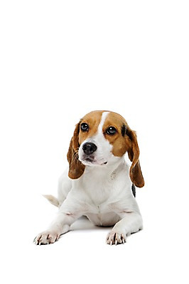 포토 JPG 스튜디오촬영 동물 척추동물 한마리 반려견 엎드리기 포유류 실내 누끼 사람없음 앞모습 반려동물 귀여움 개 강아지 비글 반려 국내포토 1 뷰포인트 컨셉 모션 내부 파일형식