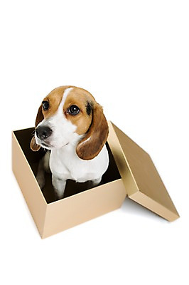 포토 JPG 스튜디오촬영 동물 척추동물 한마리 응시 반려견 포유류 실내 누끼 앉기 사람없음 반려동물 상자 하이앵글 귀여움 올려보기 개 강아지 비글 반려 국내포토 1 시선 뷰포인트 컨셉 모션 내부 파일형식