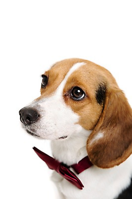 포토 JPG 스튜디오촬영 동물 척추동물 한마리 응시 반려견 얼굴 포유류 나비넥타이 실내 누끼 근접촬영 사람없음 옆모습 반려동물 귀여움 올려보기 개 강아지 비글 반려 국내포토 1 시선 뷰포인트 컨셉 모션 넥타이 내부 신체부위 파일형식