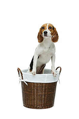 포토 JPG 스튜디오촬영 동물 척추동물 한마리 반려견 포유류 실내 누끼 사람없음 앞모습 반려동물 바구니 귀여움 개 강아지 비글 반려 국내포토 1 뷰포인트 컨셉 내부 파일형식