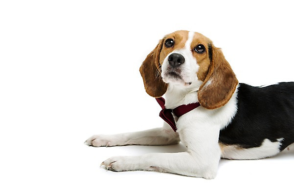 포토 JPG 스튜디오촬영 동물 척추동물 한마리 응시 반려견 엎드리기 포유류 나비넥타이 실내 누끼 사람없음 옆모습 반려동물 귀여움 개 강아지 비글 반려 국내포토 1 시선 뷰포인트 컨셉 모션 넥타이 내부 파일형식