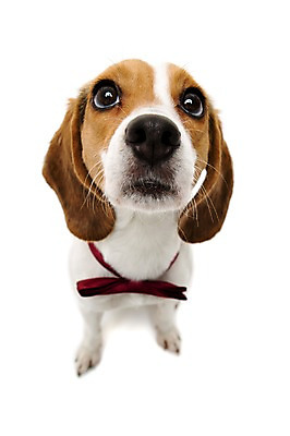 포토 JPG 스튜디오촬영 동물 척추동물 한마리 응시 반려견 포유류 나비넥타이 실내 누끼 앉기 근접촬영 사람없음 앞모습 아웃포커스 반려동물 하이앵글 귀여움 올려보기 개 강아지 비글 반려 국내포토 1 시선 뷰포인트 컨셉 모션 넥타이 촬영기법 내부 파일형식