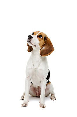 포토 JPG 스튜디오촬영 동물 척추동물 한마리 응시 반려견 포유류 실내 누끼 앉기 사람없음 앞모습 반려동물 귀여움 올려보기 개 강아지 비글 반려 국내포토 1 시선 뷰포인트 컨셉 모션 내부 파일형식