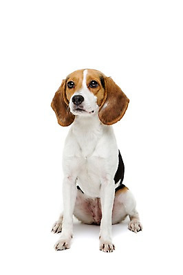 포토 JPG 스튜디오촬영 동물 척추동물 한마리 응시 반려견 포유류 실내 누끼 앉기 사람없음 앞모습 반려동물 귀여움 개 강아지 비글 반려 국내포토 1 시선 뷰포인트 컨셉 모션 내부 파일형식