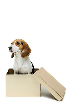 포토 JPG 스튜디오촬영 동물 척추동물 한마리 응시 반려견 포유류 실내 누끼 앉기 사람없음 반려동물 상자 귀여움 개 강아지 비글 반려 국내포토 1 시선 컨셉 모션 내부 파일형식