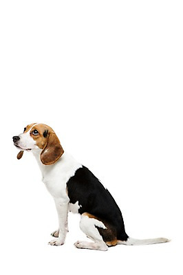 포토 JPG 스튜디오촬영 동물 척추동물 한마리 응시 반려견 포유류 실내 누끼 앉기 사람없음 옆모습 반려동물 귀여움 개 강아지 비글 반려 국내포토 1 시선 뷰포인트 컨셉 모션 내부 파일형식