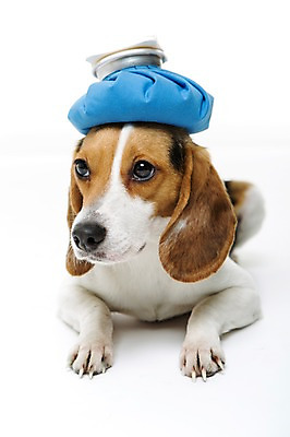 포토 JPG 스튜디오촬영 동물 척추동물 한마리 반려견 엎드리기 포유류 실내 누끼 사람없음 앞모습 반려동물 귀여움 고통 개 강아지 질병 비글 얼음주머니 반려 국내포토 1 감정 뷰포인트 컨셉 의학 모션 내부 주머니 파일형식