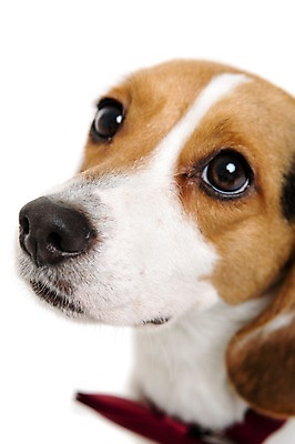 포토 JPG 스튜디오촬영 동물 척추동물 한마리 응시 반려견 얼굴 포유류 실내 누끼 근접촬영 사람없음 반려동물 귀여움 올려보기 개 강아지 비글 반려 국내포토 1 시선 뷰포인트 컨셉 모션 내부 신체부위 파일형식