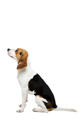 포토 JPG 스튜디오촬영 동물 척추동물 한마리 응시 반려견 포유류 실내 누끼 앉기 사람없음 옆모습 반려동물 귀여움 개 강아지 비글 반려 국내포토 1 시선 뷰포인트 컨셉 모션 내부 파일형식